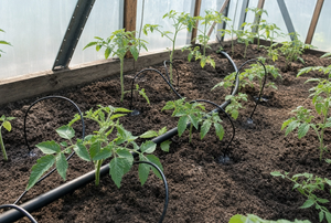 Greenhouse Irrigation Kit 1